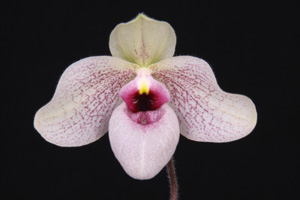 Paph. Lynleigh Koopowitz Plum Nose HCC 76 pts.